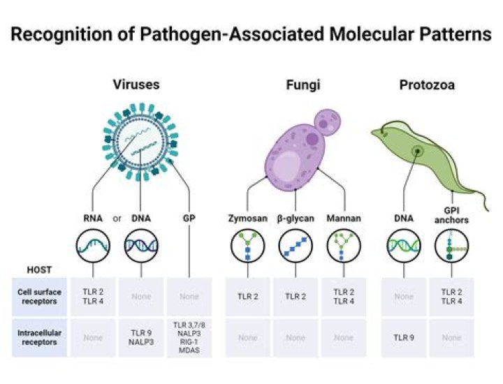 Is leishmaniasis a virus or bacteria?