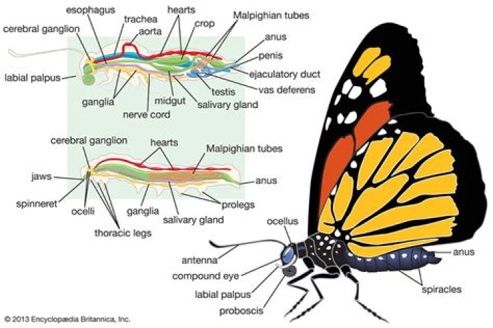 Is lepidopterology a word?