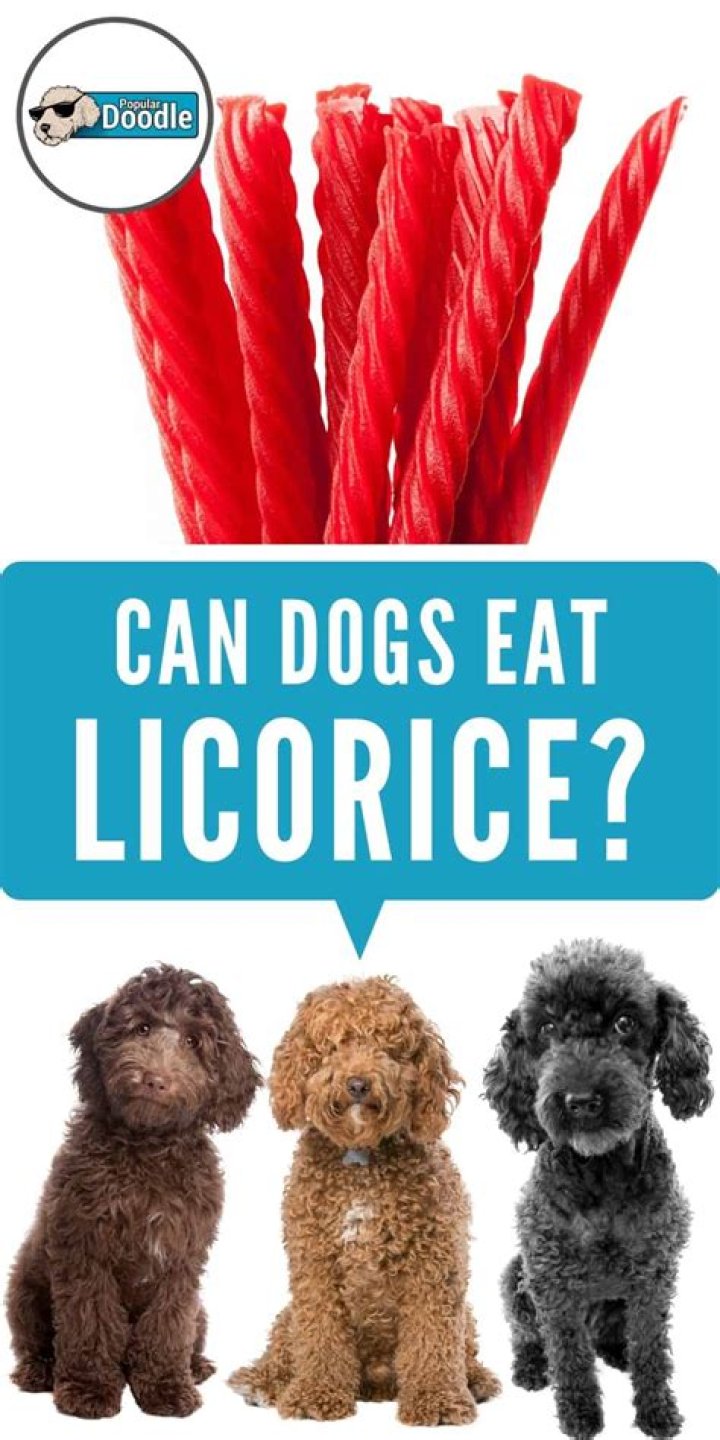 Is licorice bad for dogs?