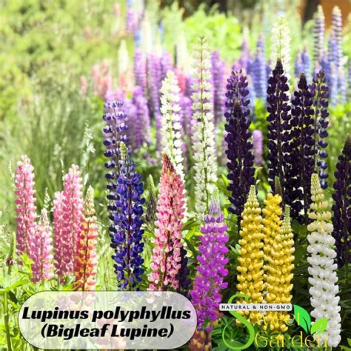 Is lupinus polyphyllus edible?