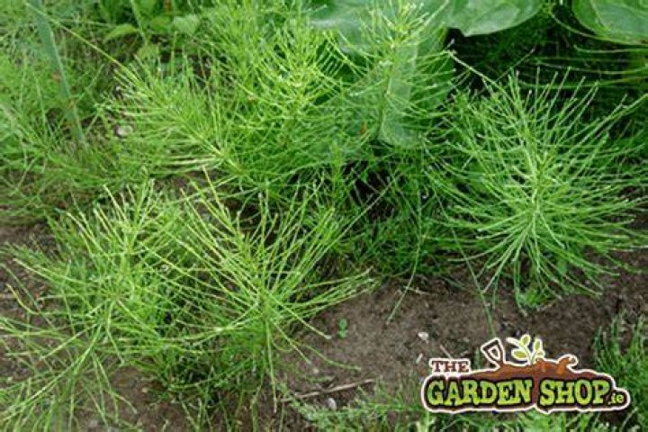 Is mares tail poisonous?