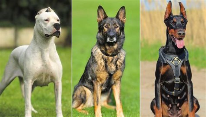 Is mastiffs good guard dogs?