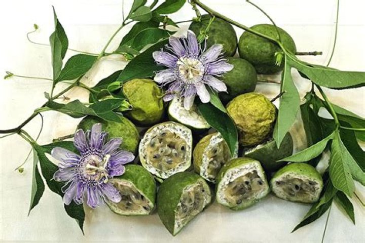 Is maypop self fertile?