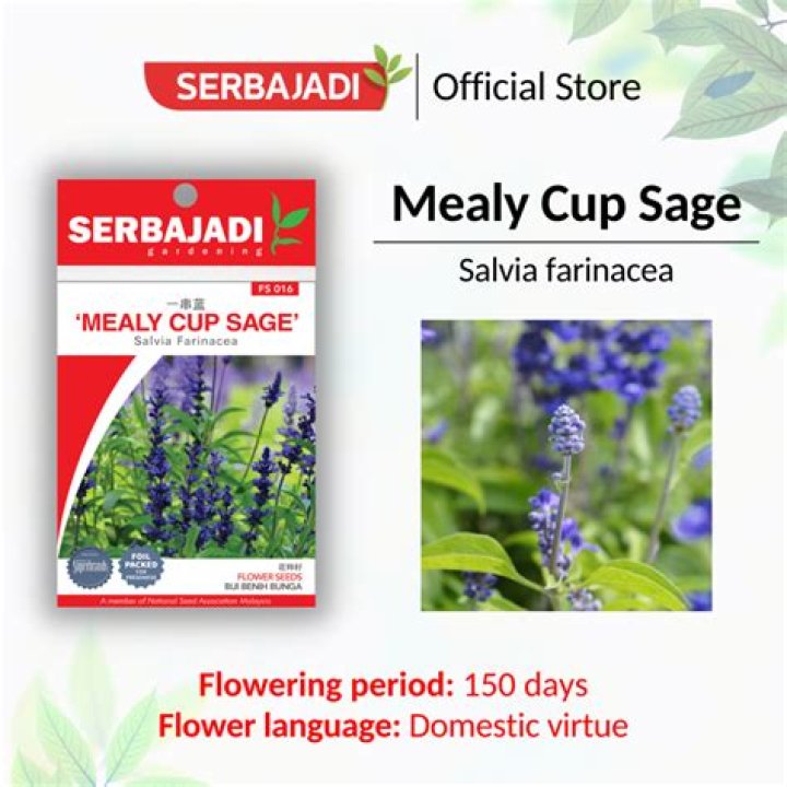Is mealy cup sage edible?