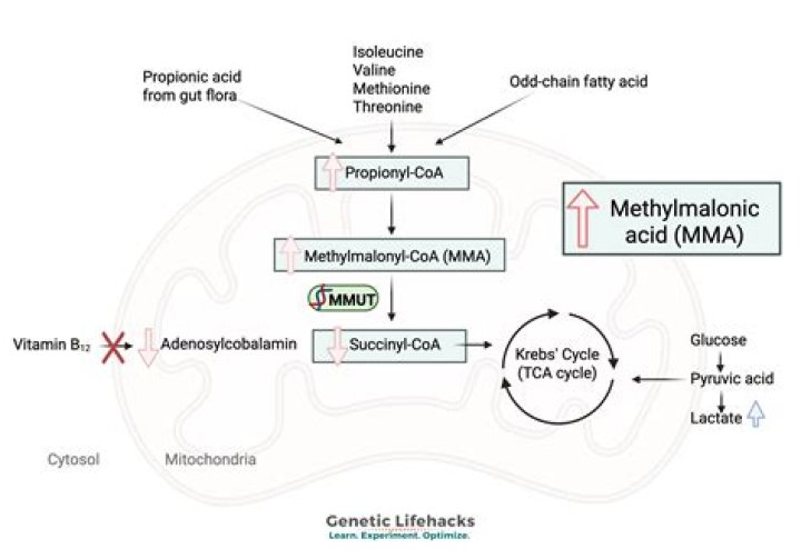 Is methylmalonic acid inherited?