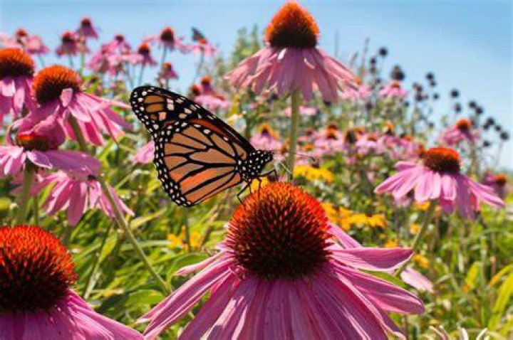 Is monarchs native to ontario?