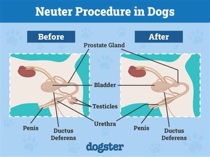 Is my dog too old to be neutered?