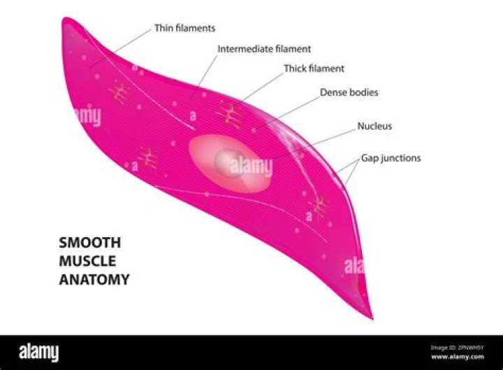 Is myometrium a smooth muscle?