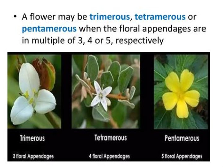 Is pea flowers pentamerous?