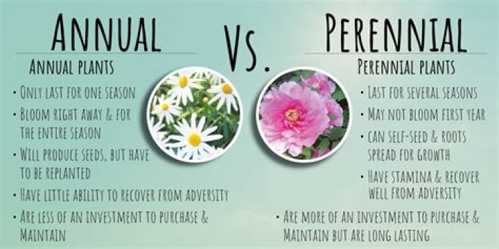 Is perilla a perennial?