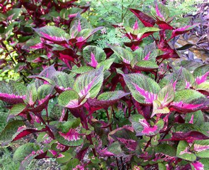 Is perilla magilla a perennial?