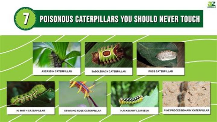 Is pieris poisonous to humans?