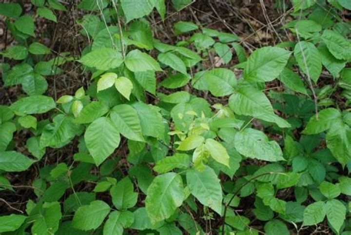 Is poison ivy a bush?