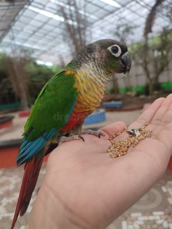 Is popinjay a bird?