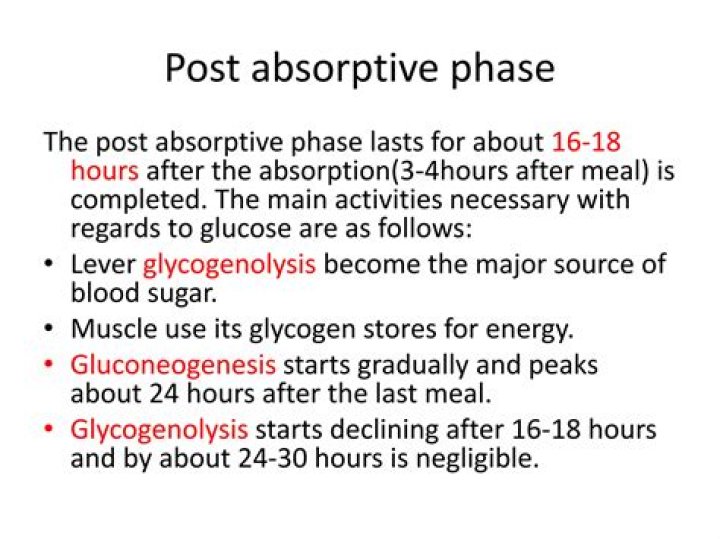 Is post absorptive phase?