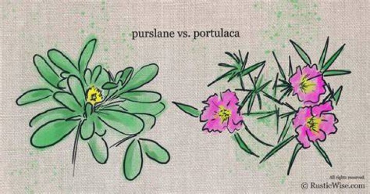 Is purslane the same as portulaca?