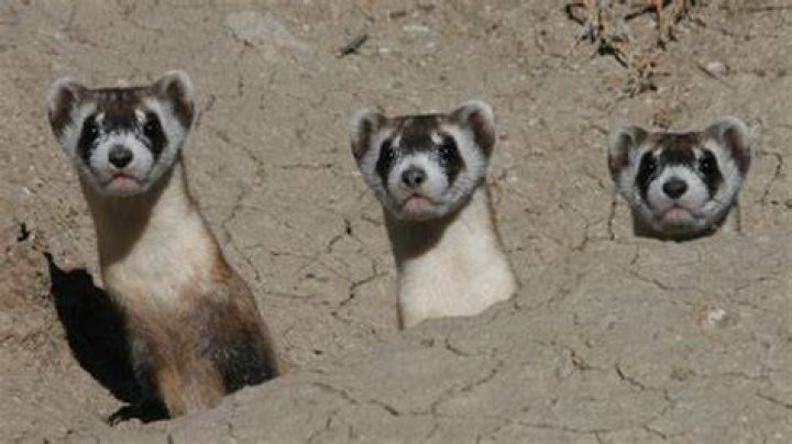 Is rabbiting with ferrets illegal?
