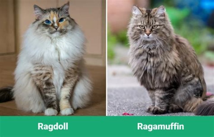 Is ragamuffin a good movie?