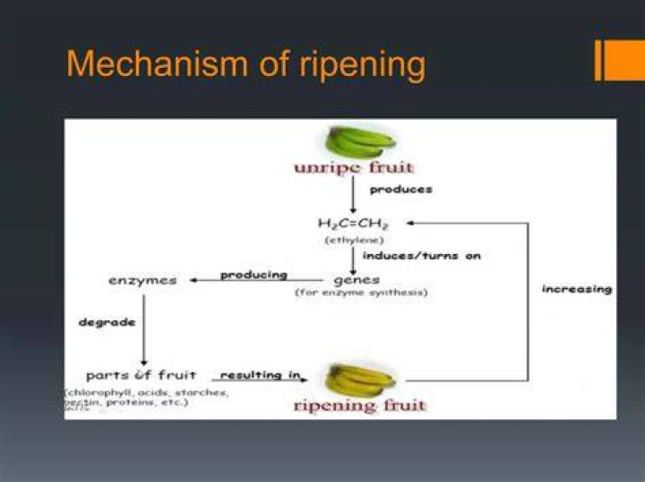 Is ripening of banana chemical reaction?