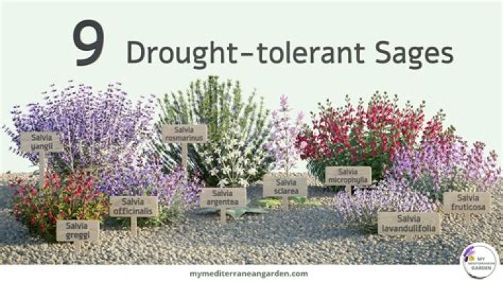 Is rock rose drought tolerant?