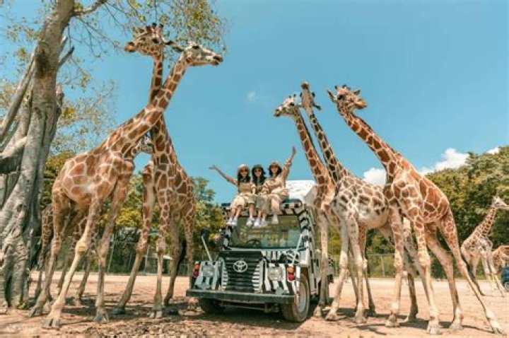 Is safari park open?