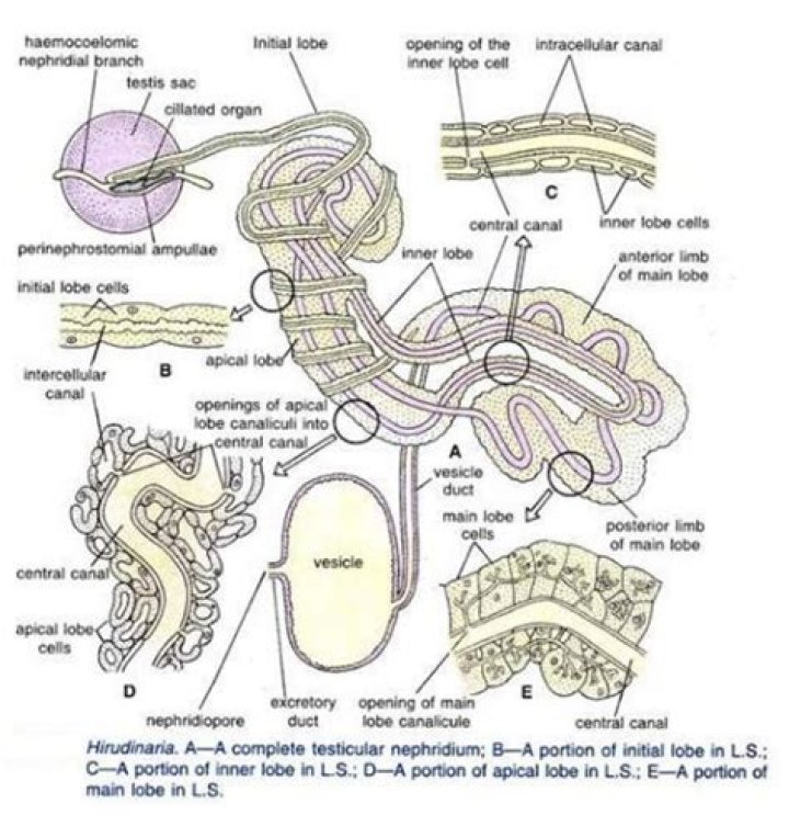 Is septal nephridia exonephric?