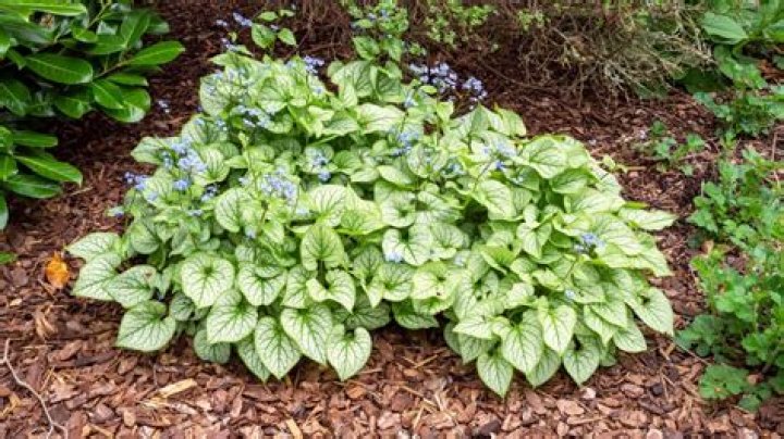 Is skimmia deer resistant?