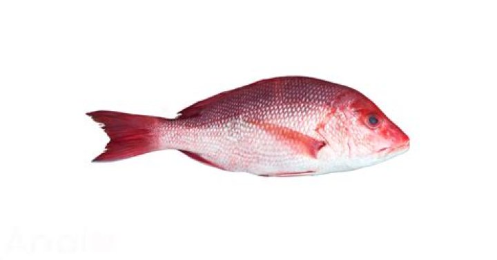 Is snapper good for you?