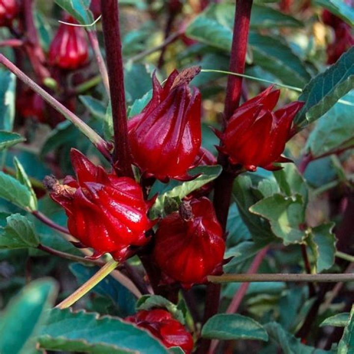 Is sorrel a fruit?