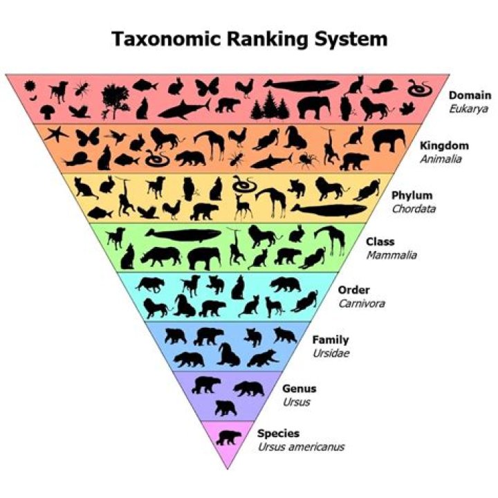 Is taxonomically a word?