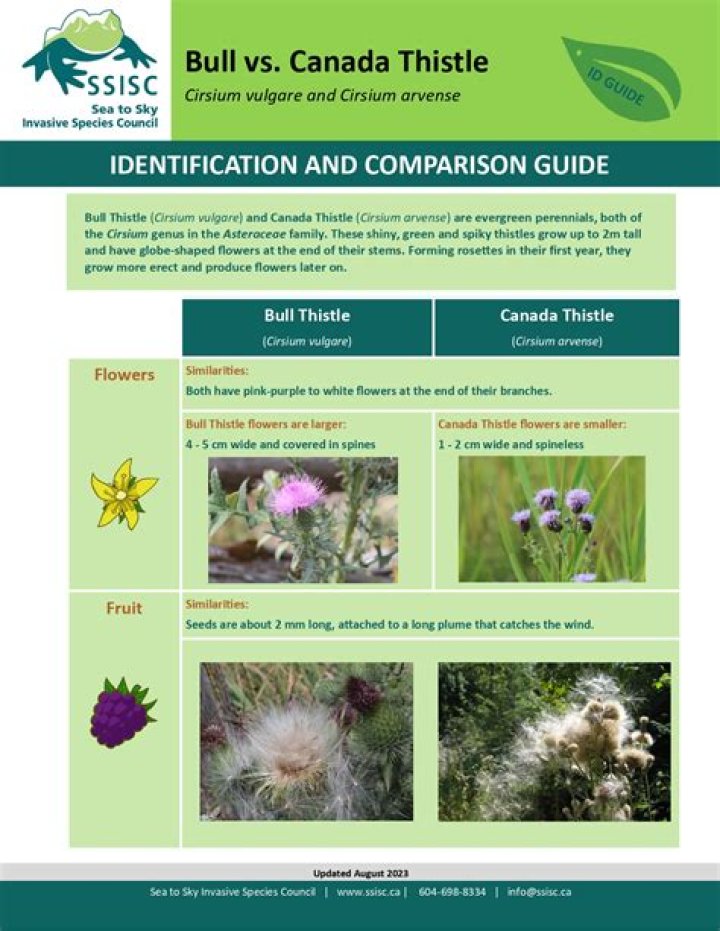 Is teasel a perennial?