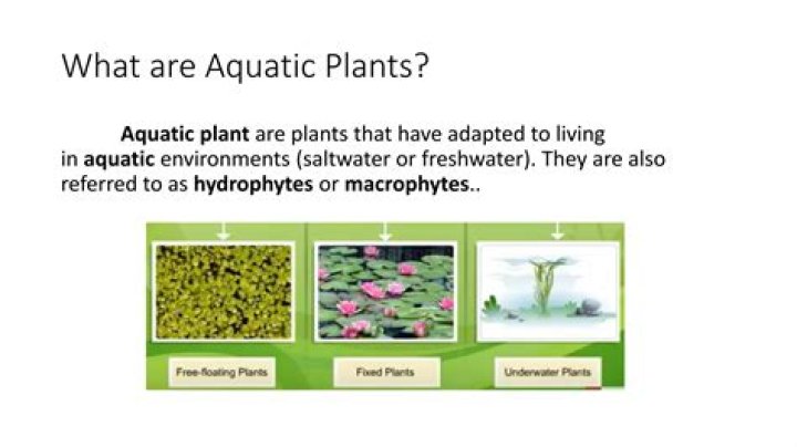 Is terrestrial plants aquatic?