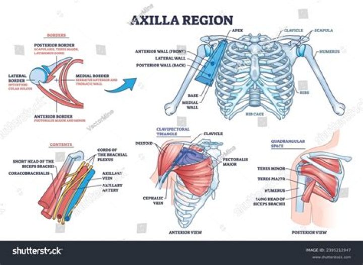 Is the axilla a muscle?