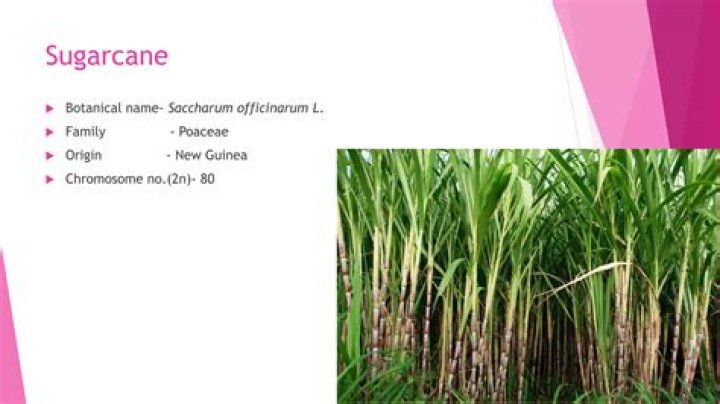 Is the botanical name of sugarcane?
