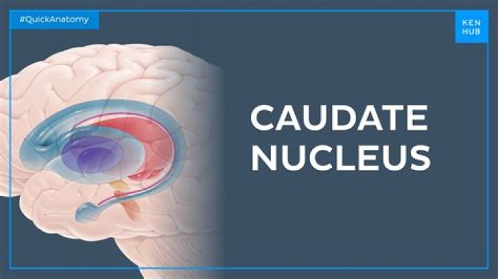 Is the caudate nucleus white matter?