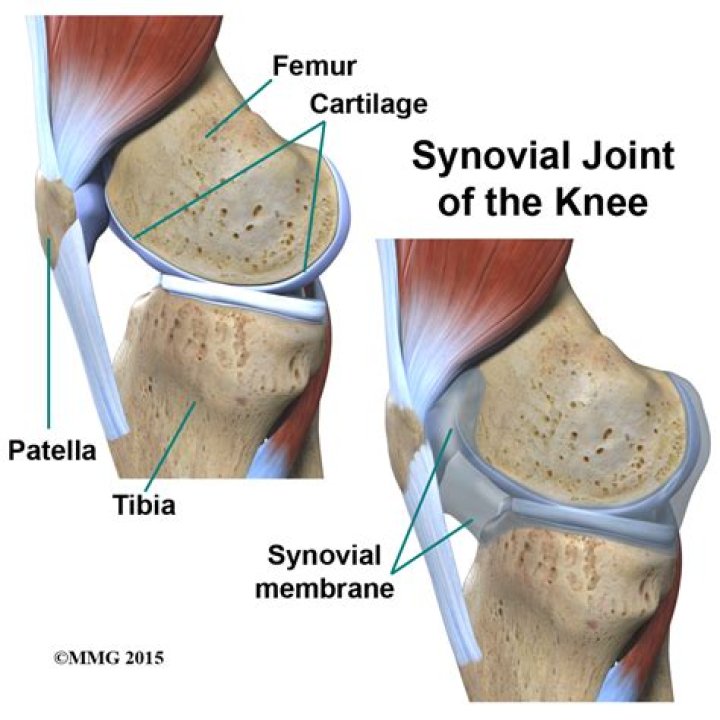 Is the knee a synarthrodial joint?