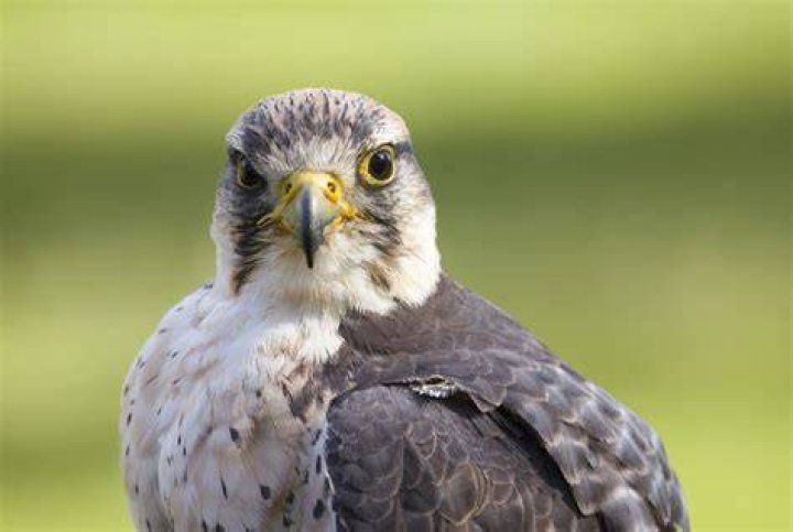 Is the lanner falcon solitary?