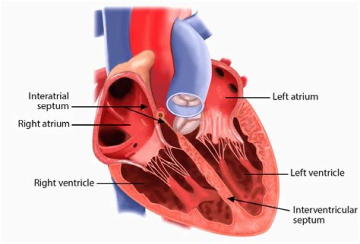 Is the myocardium thicker in the atrium or ventricle why?