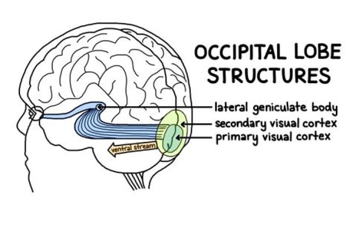 Is the occipital lobe in the forebrain?