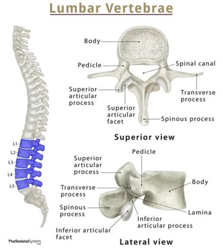 Is the sacrum a vertebrae?