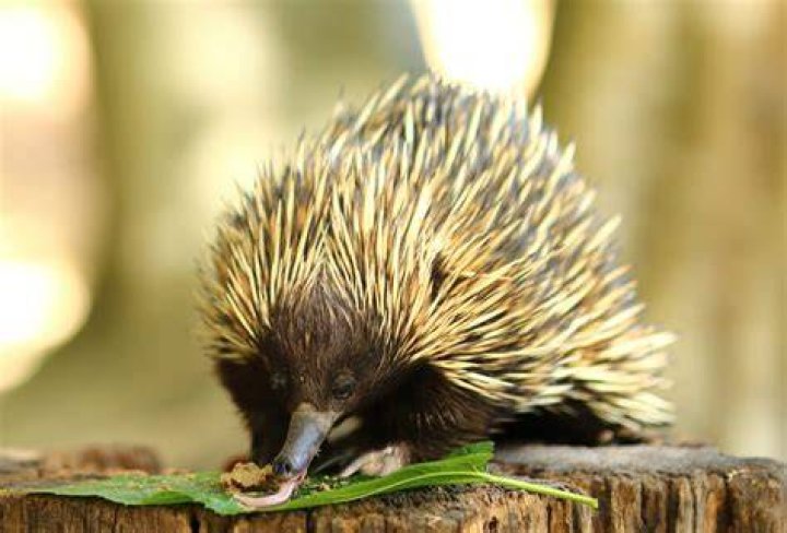 Is the short-beaked echidna a carnivore?