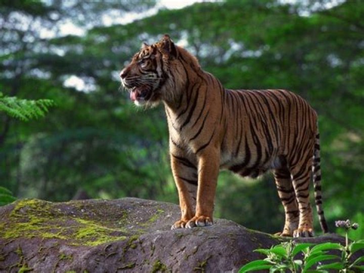 Is the sumatran tiger endangered?