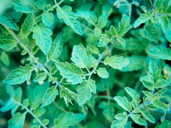 Is tomato leaves edible?