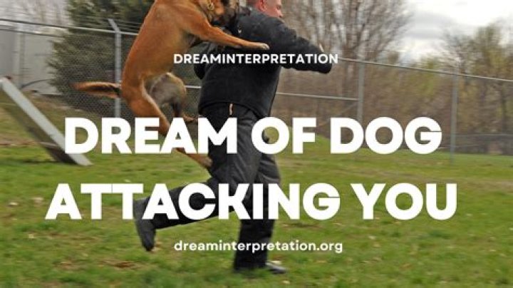Is top dog meaning?