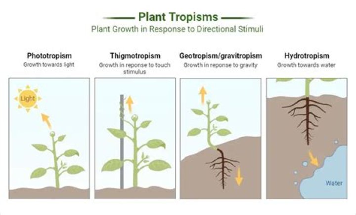 Is tropism a noun?
