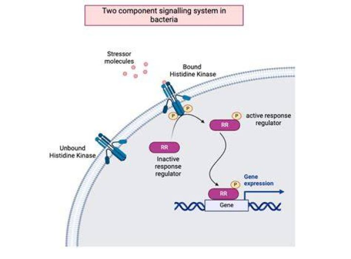 Is two component system?