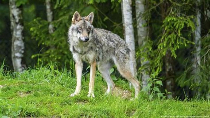 Is wolf hunting legal in wisconsin?