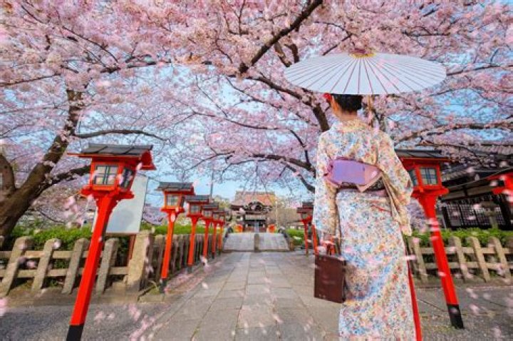 On a cherry blossom season?