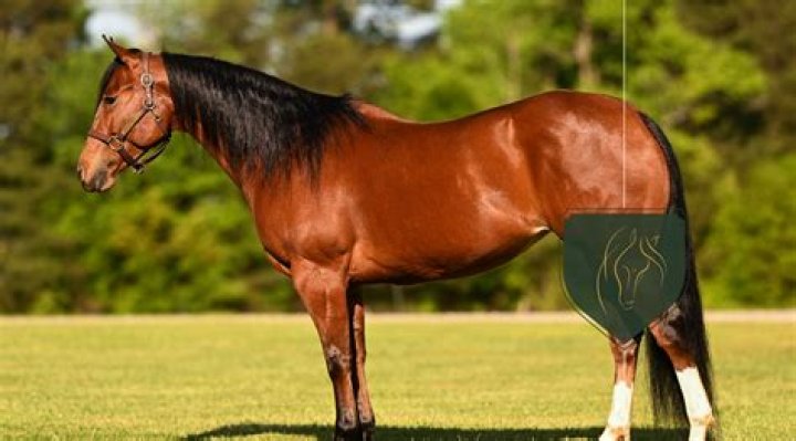 On average how much does a horse weigh?