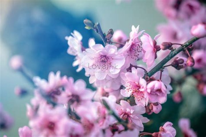 On spring flowers bloom?